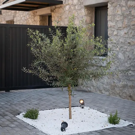 Olea Stone *